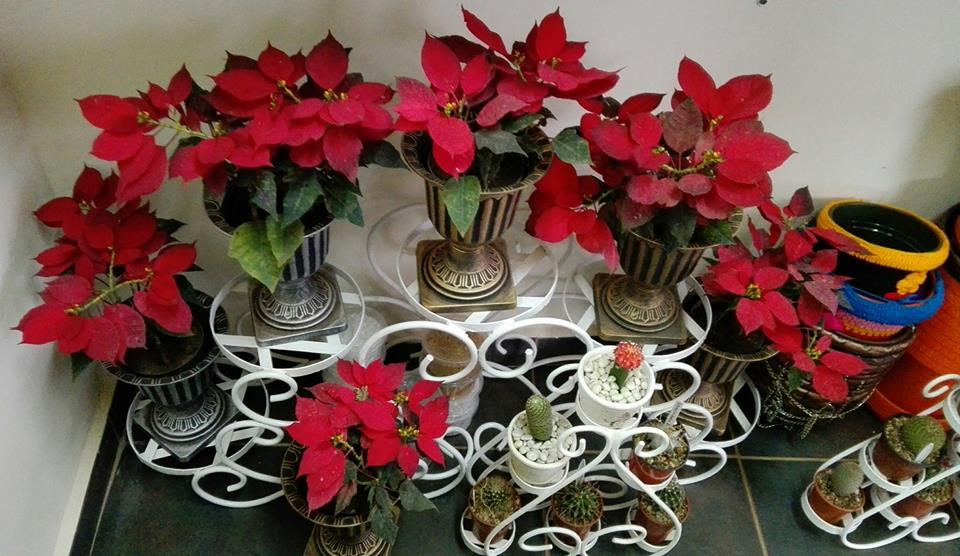 Maua and More Kensington Shopping Boulevard, Kensington Luxury Heights Kyanja, Kampala, Uganda, Gardeners, Gardens, Kampala Uganda Gardening and Landscaping, Home Decor, Interior & Exterior Design, Herbs, Flowers, Flower Pots Kampala Uganda, Ugabox